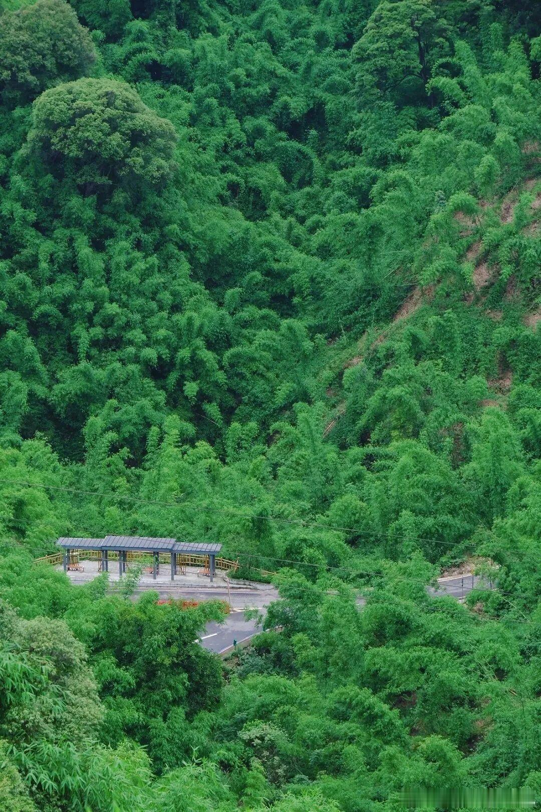 夏日避暑宝地被我挖到啦🍃乐山沐川竹海太适合纳凉！成都自驾 2.5 小时可达，十