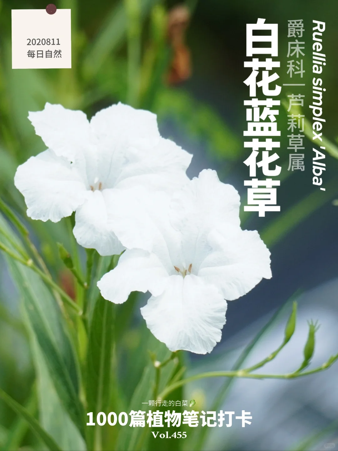 植物笔记455 | 你见过开着白花的蓝花草吗？
