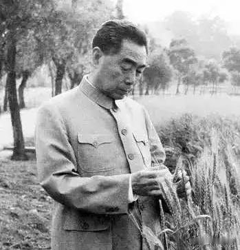 1959年广东从化，周总理驻足麦田，低头仔细端详麦穗长势。心中惦念农事，牵挂百姓