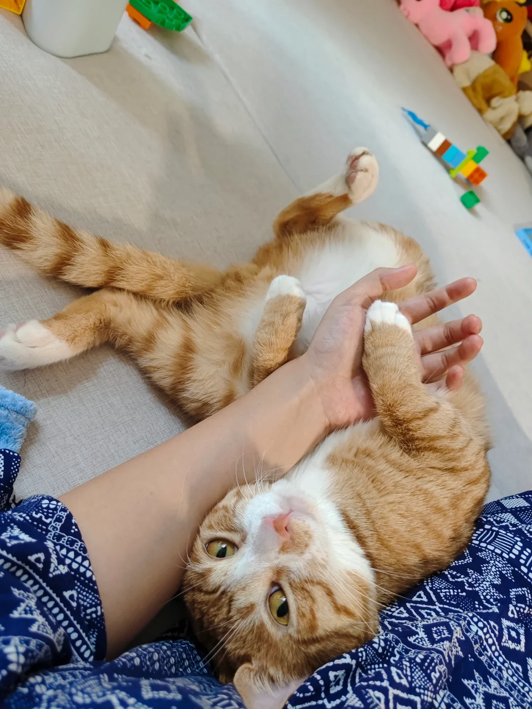 猫猫在手，天下我有