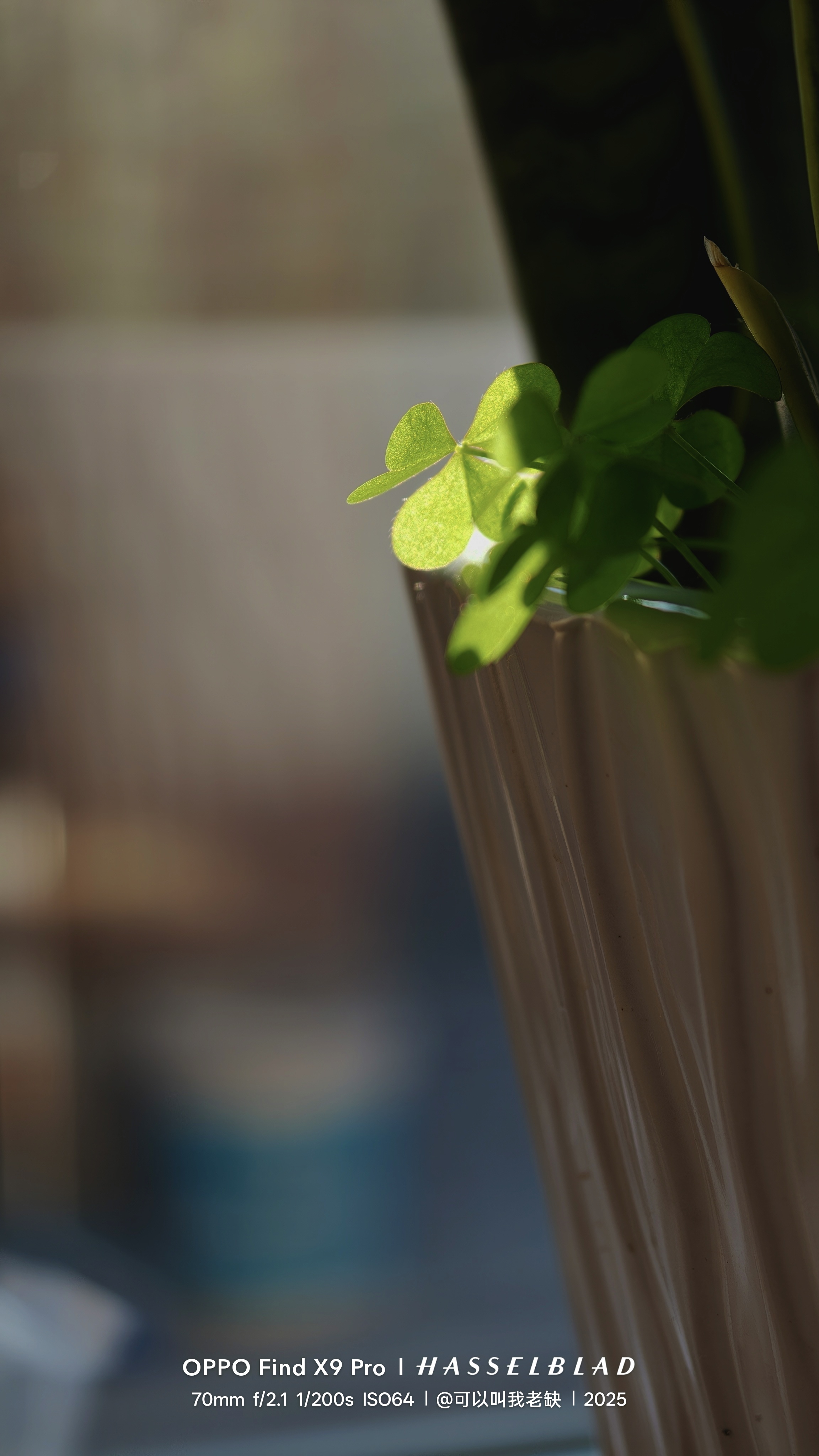 睡醒了OPPO老缺随手拍