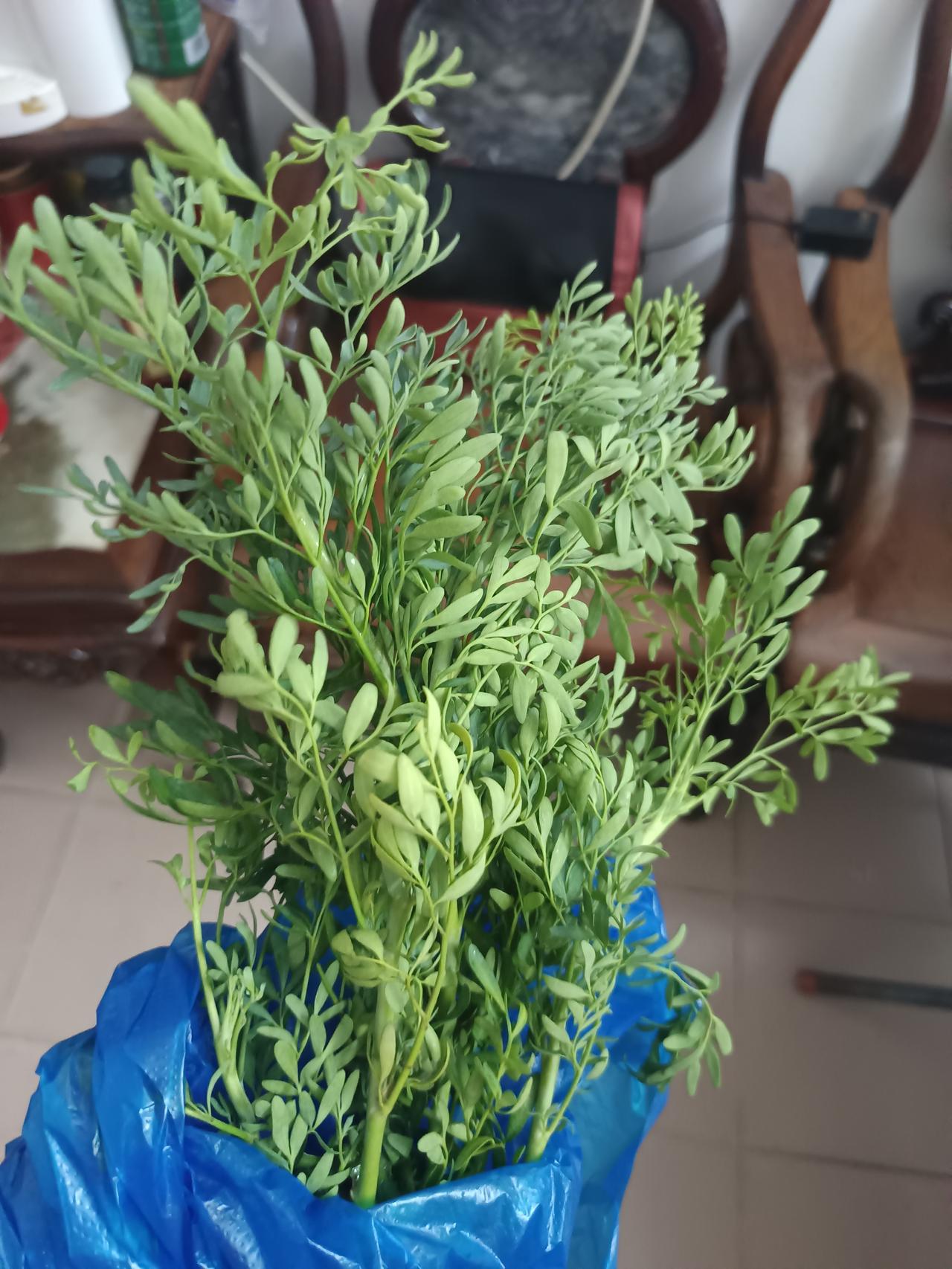 家人们谁懂啊，在路边捡到一棵树。
有人知道这些是什么来的吗？闻起来非常香