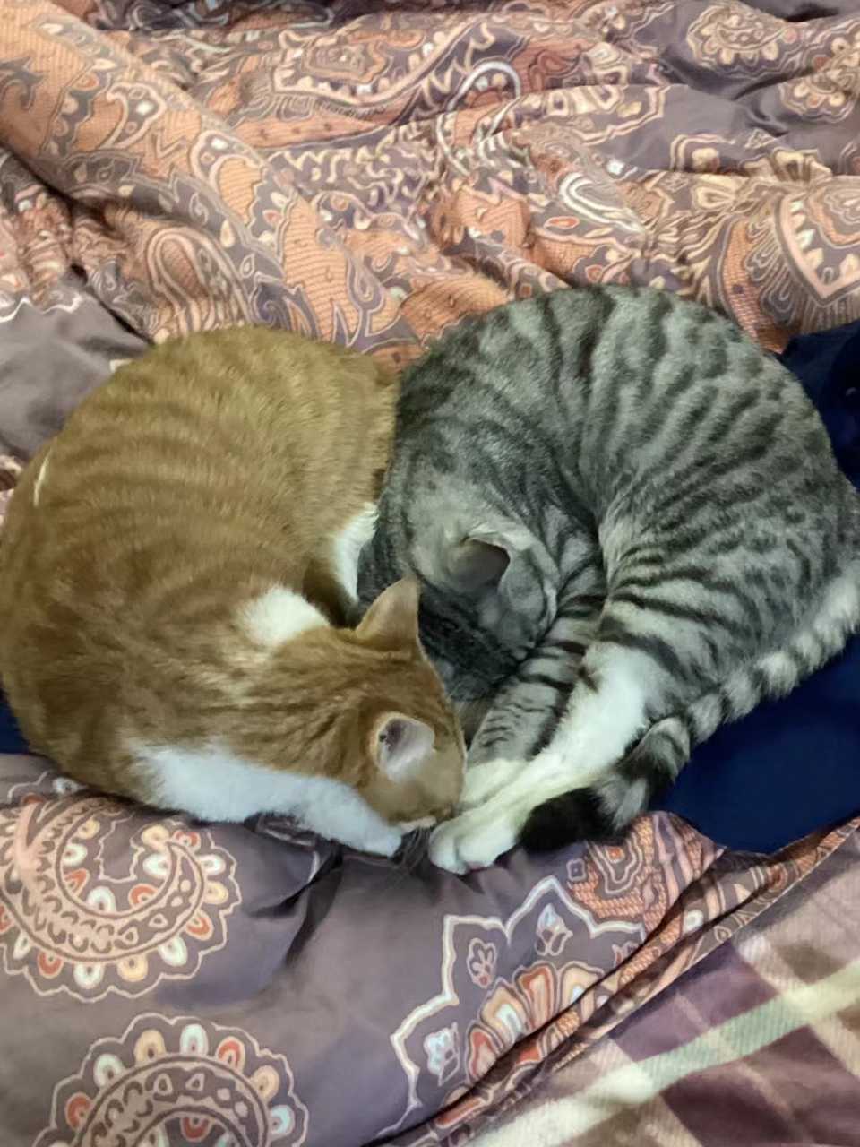 25451 ❤️ 