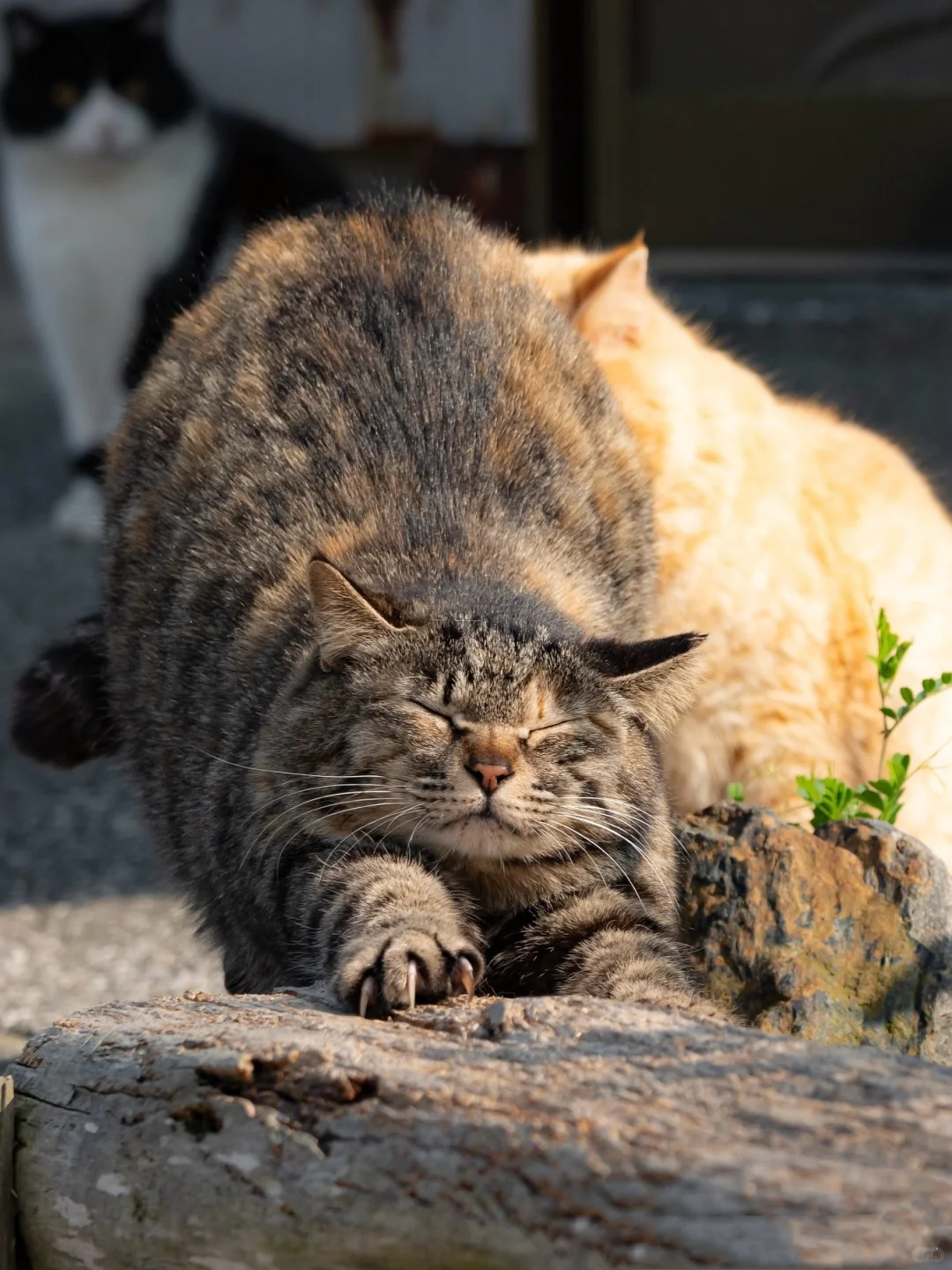 猫咪做拉伸能有多可爱