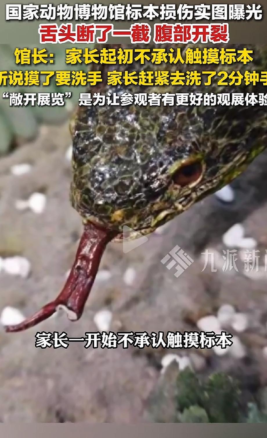 国家动物博物馆里面，展出的全是濒危野生动物标本。万万没想到，一父亲竟亲手把展台上