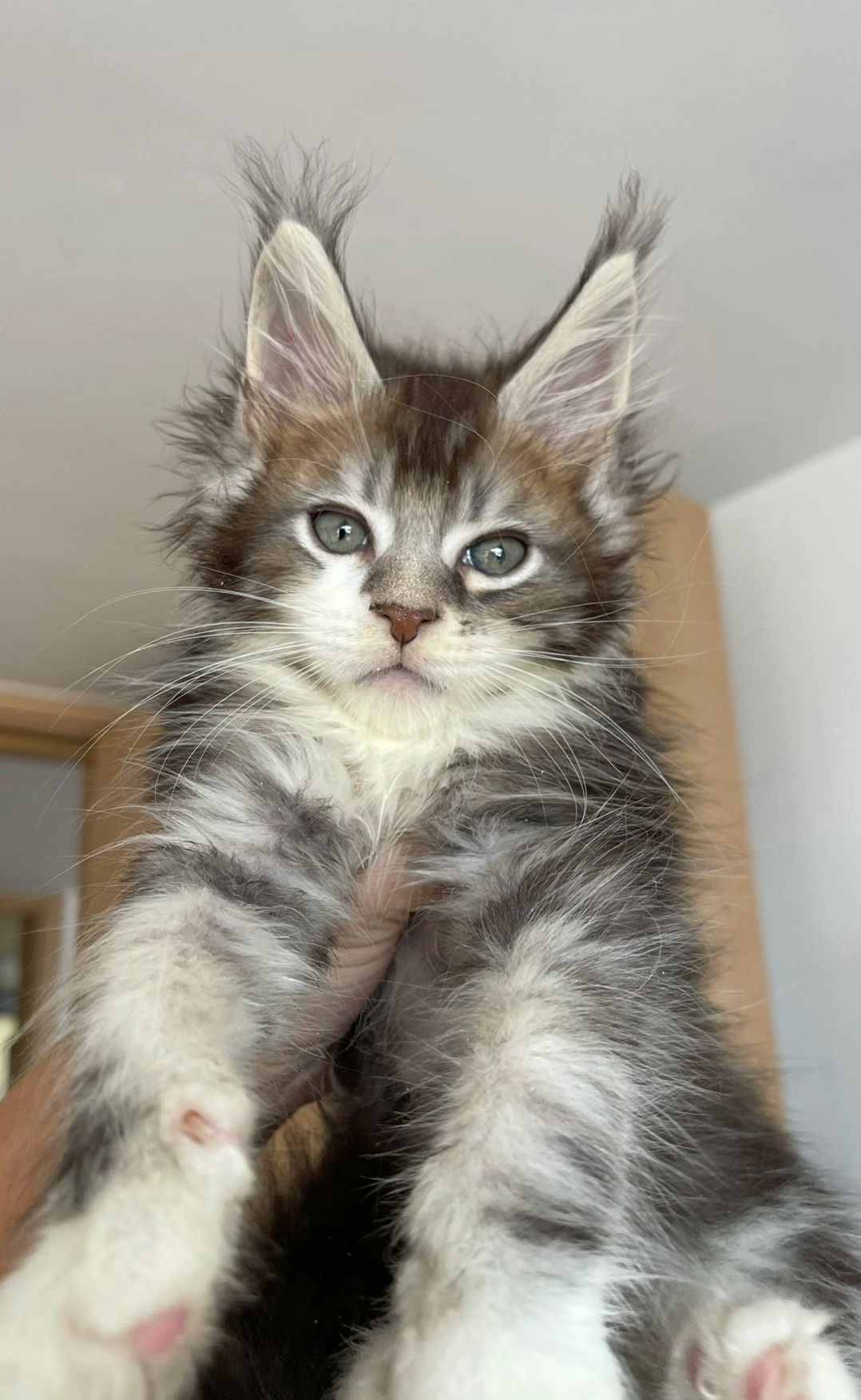 缅因｜超酷小虎斑