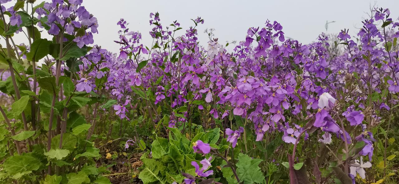 家门口的美景——围绕着水塘，四周都是盛开的二月兰。

置身其中，恍入仙境，一时词