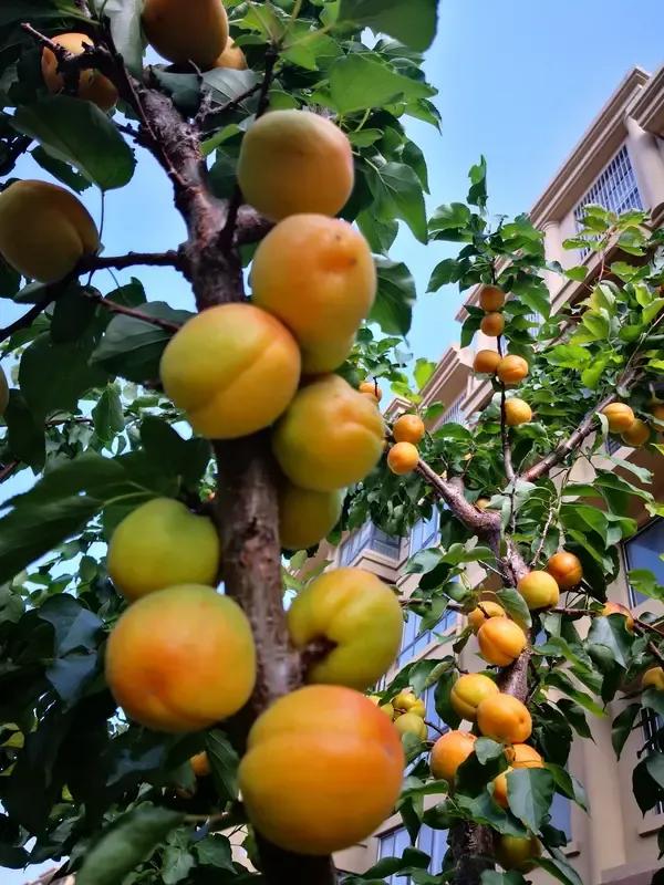 出上：桃花还等去年客，
对下：杏子笑迎初孕妇。