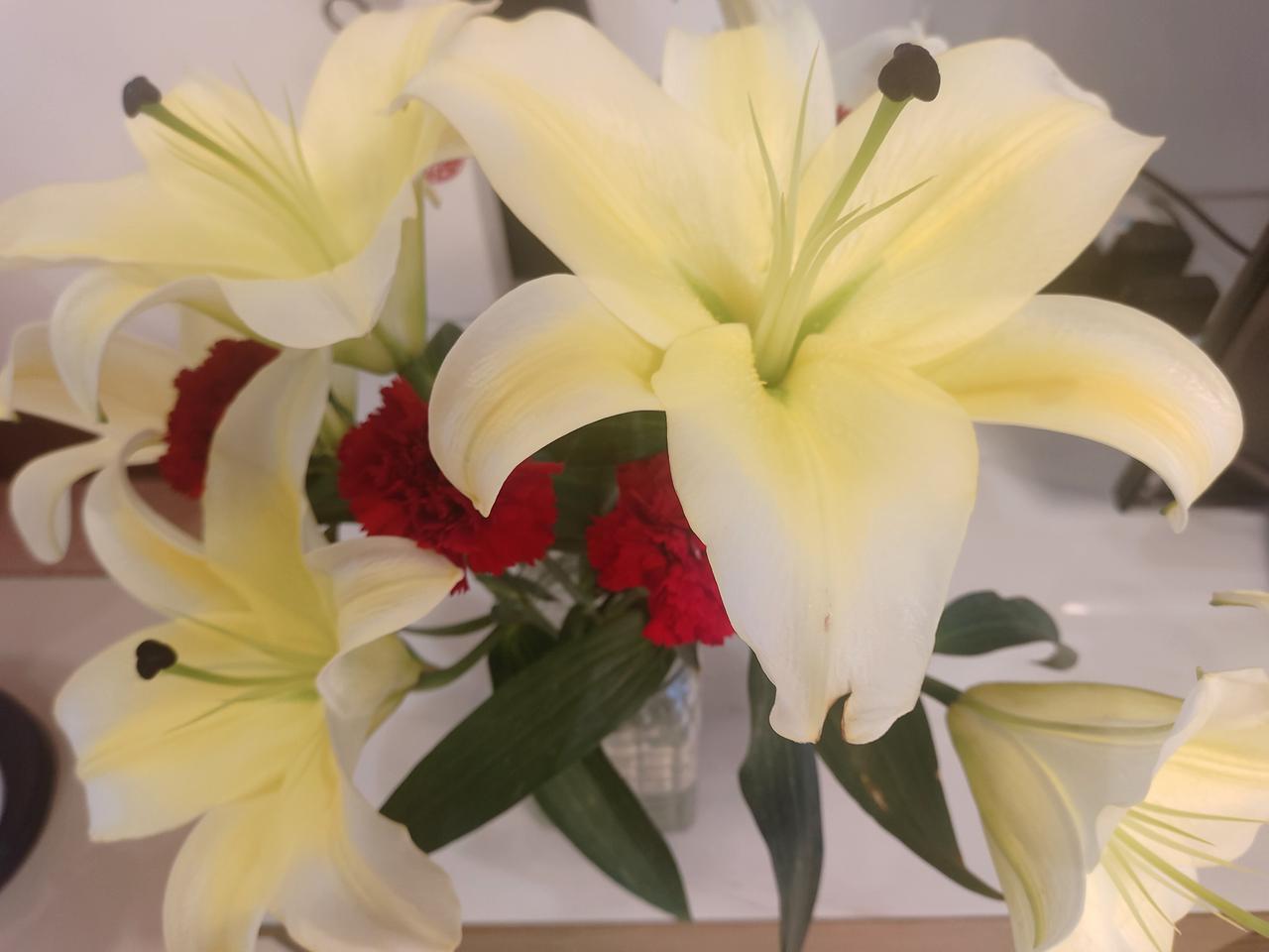 分享一张随手拍的花百合迎春