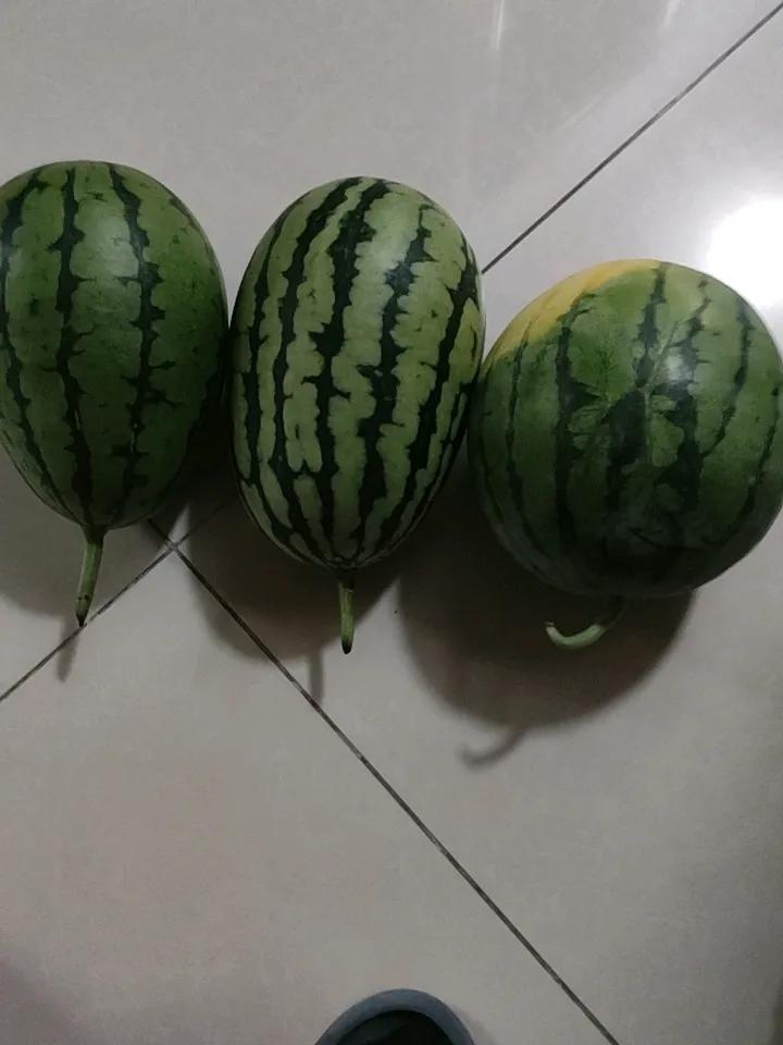 早晨买了四个西瓜，中午吃一个，还剩下三个，网上说今年西瓜多，我就多买多吃，尽一点