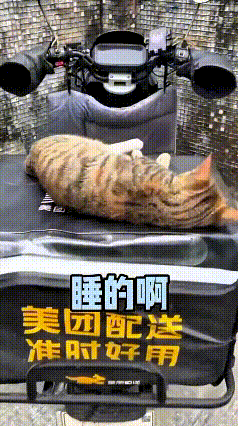 看到这个视频，太有意思啦！外卖小哥忙完想骑车接单，一瞅车座上卧着只小狸花猫，睡得