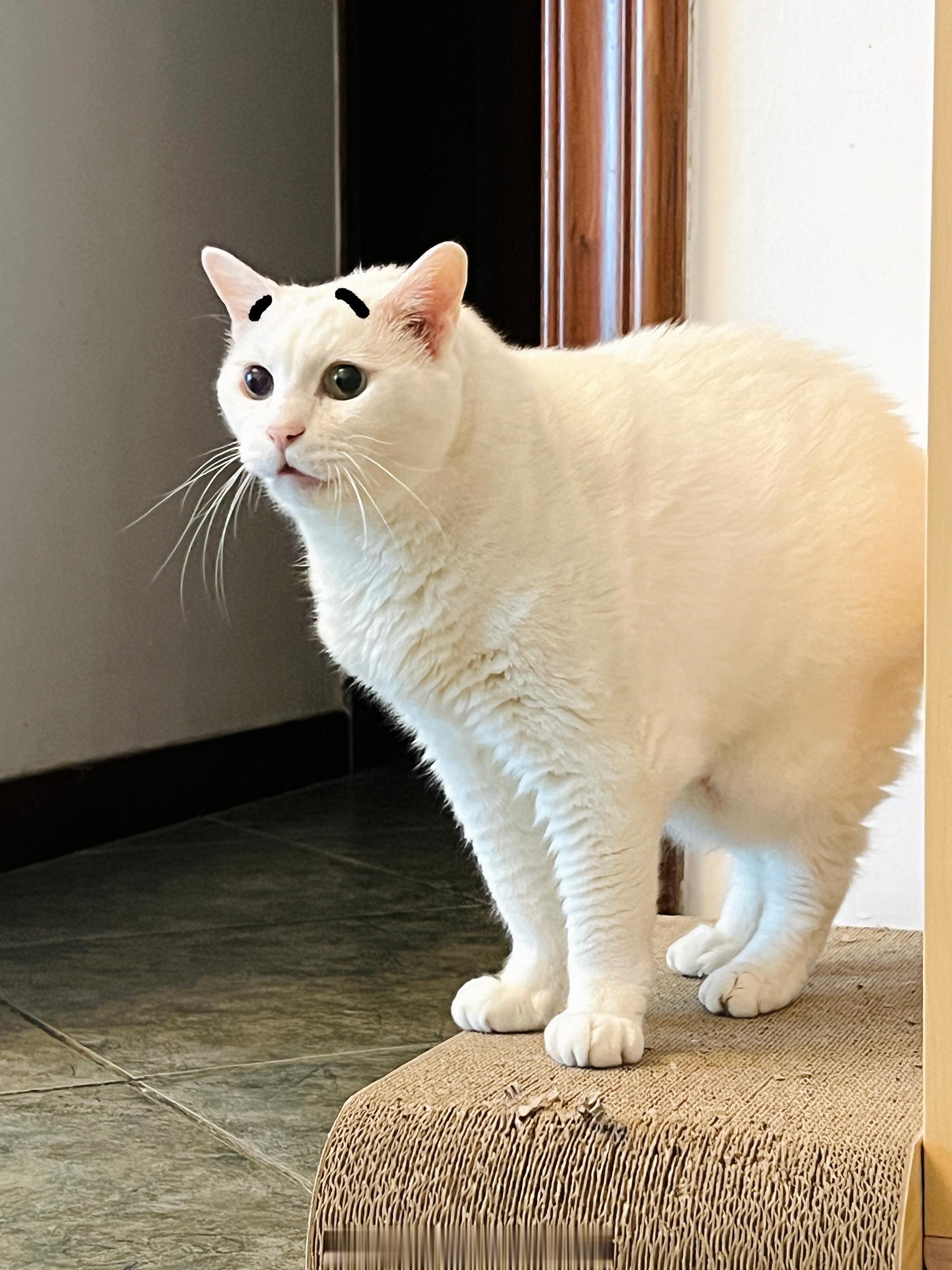 和吉拔接連著中獎（新冠）可惡的病毒！吉：人類要照顧好自己，才能照顧好偶們哦～ ​