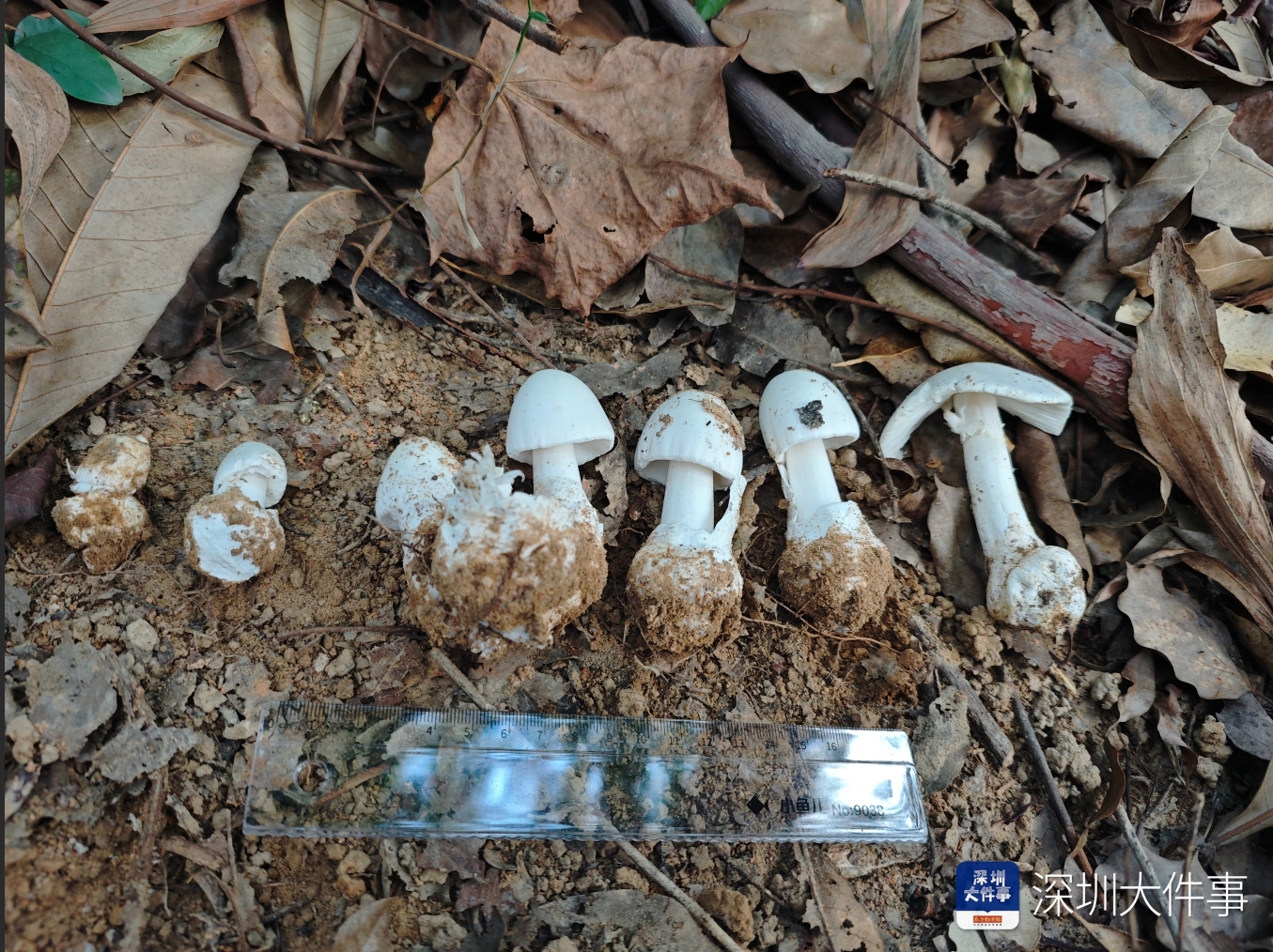 #深圳多人采食野生蘑菇中毒#【深圳老人吃野蘑菇严重中毒，食用毒蘑菇中毒尚无特效解