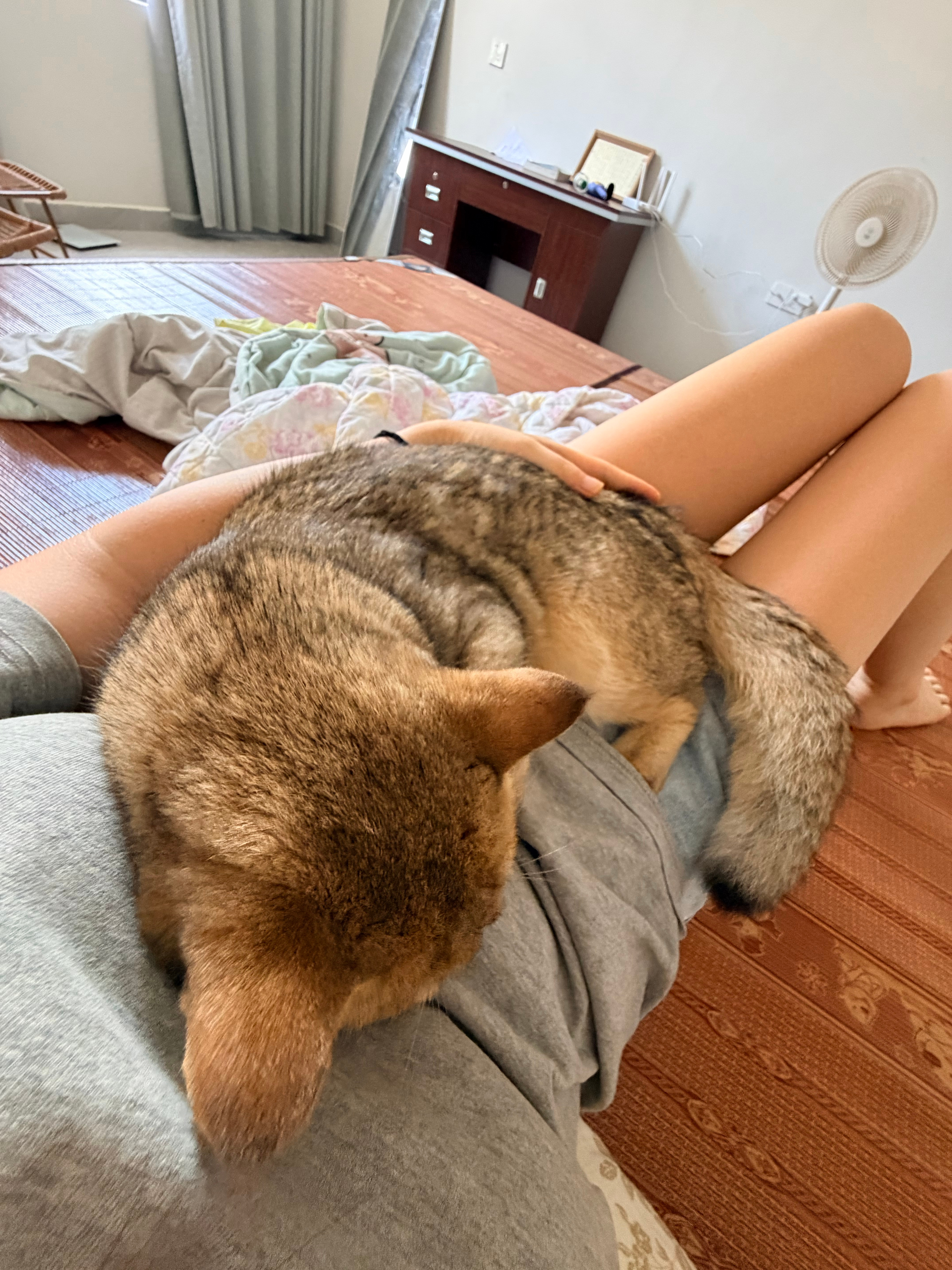 大家不觉得小猫太黏人了吗 (纯炫耀) 