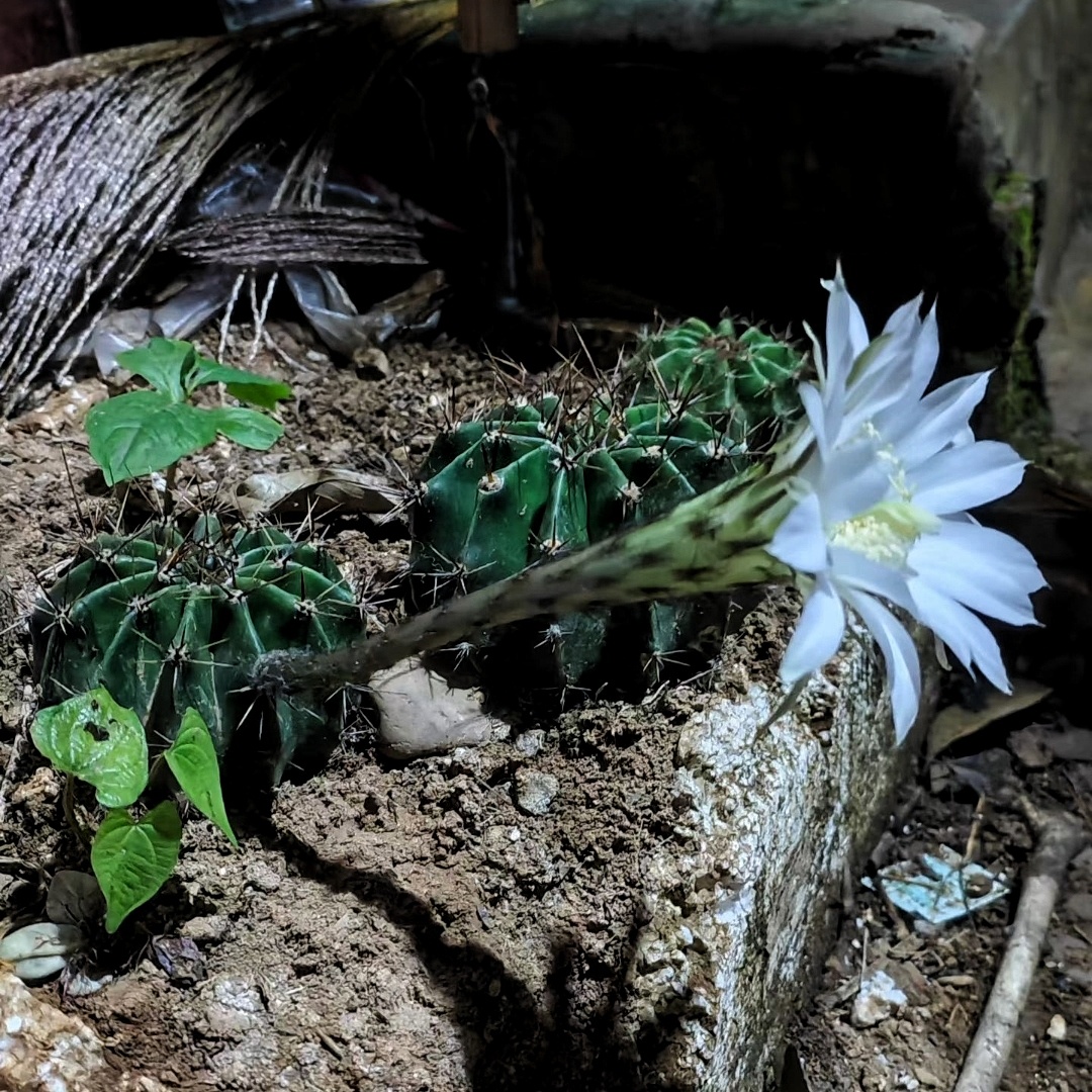 仙人球终于开花了