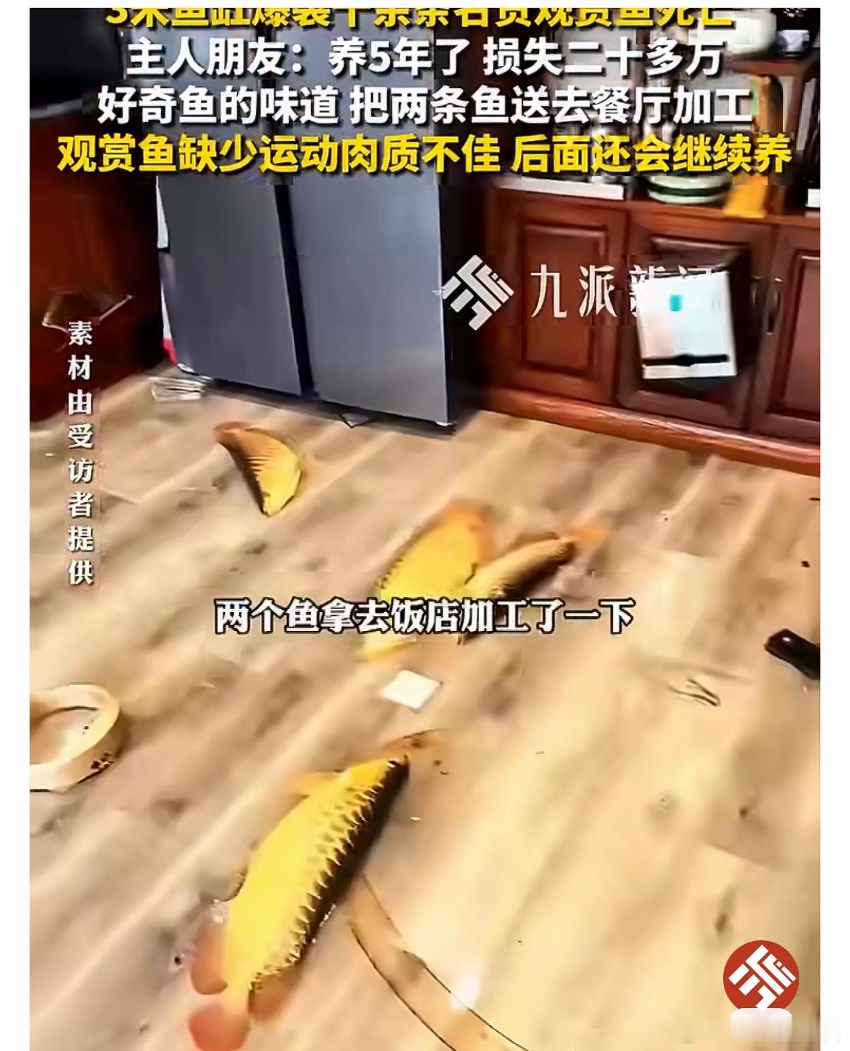 3米鱼缸爆裂11条观赏鱼死亡不愧是一生爱吃的中国人，观赏鱼嘎了，也得尝尝味道