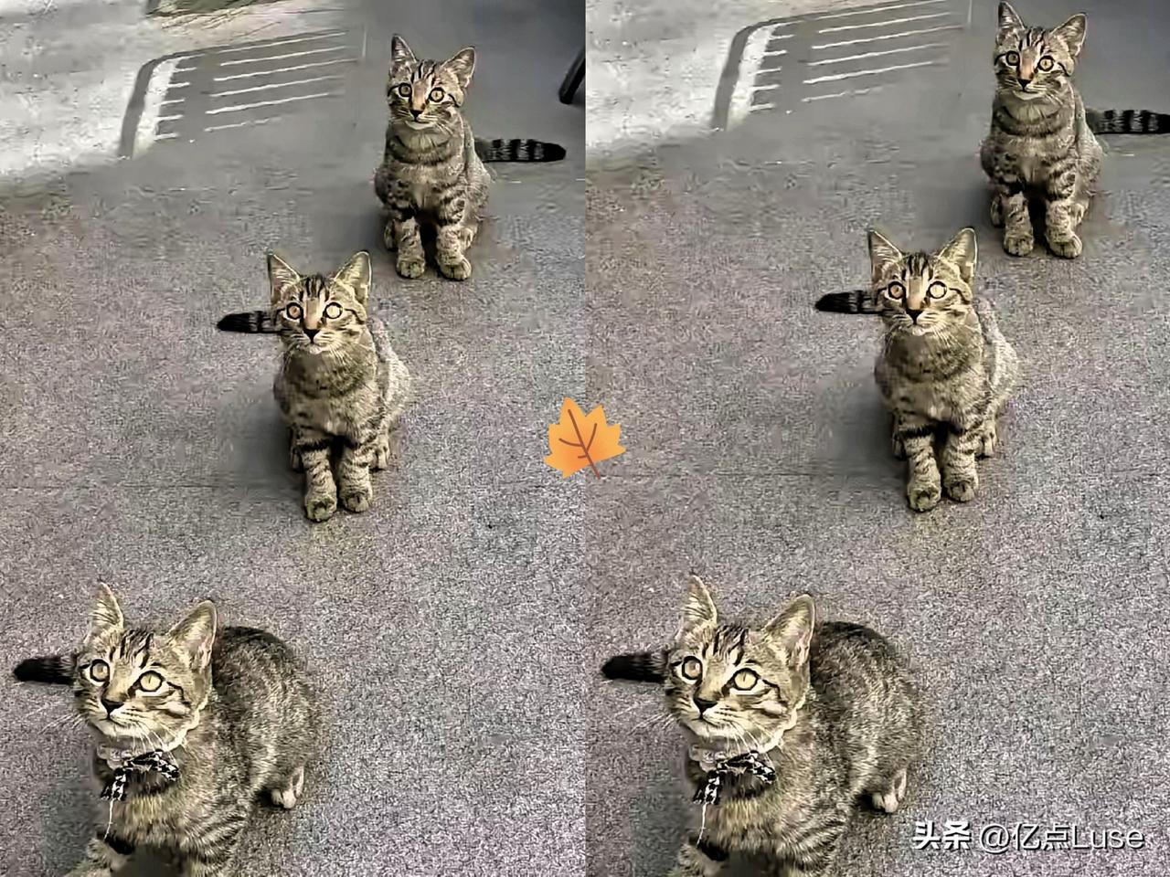 你听说了吗？杭州西湖区有一家超火的包子铺！每天六点，三只流浪猫总会准时在包子铺门