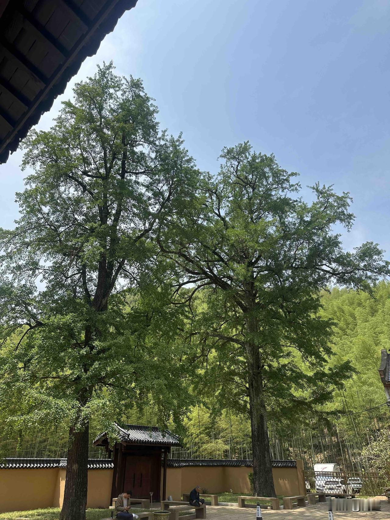 十日禅

长风拂岕古刹幽，  
兴替千年杏影稠。  
白果坠阶霜色净，  
果香