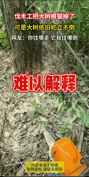 你若是把电锯扔了，它就倒了。
“死不瞑木”，它有些不甘心让让你锯了。
听人言，你