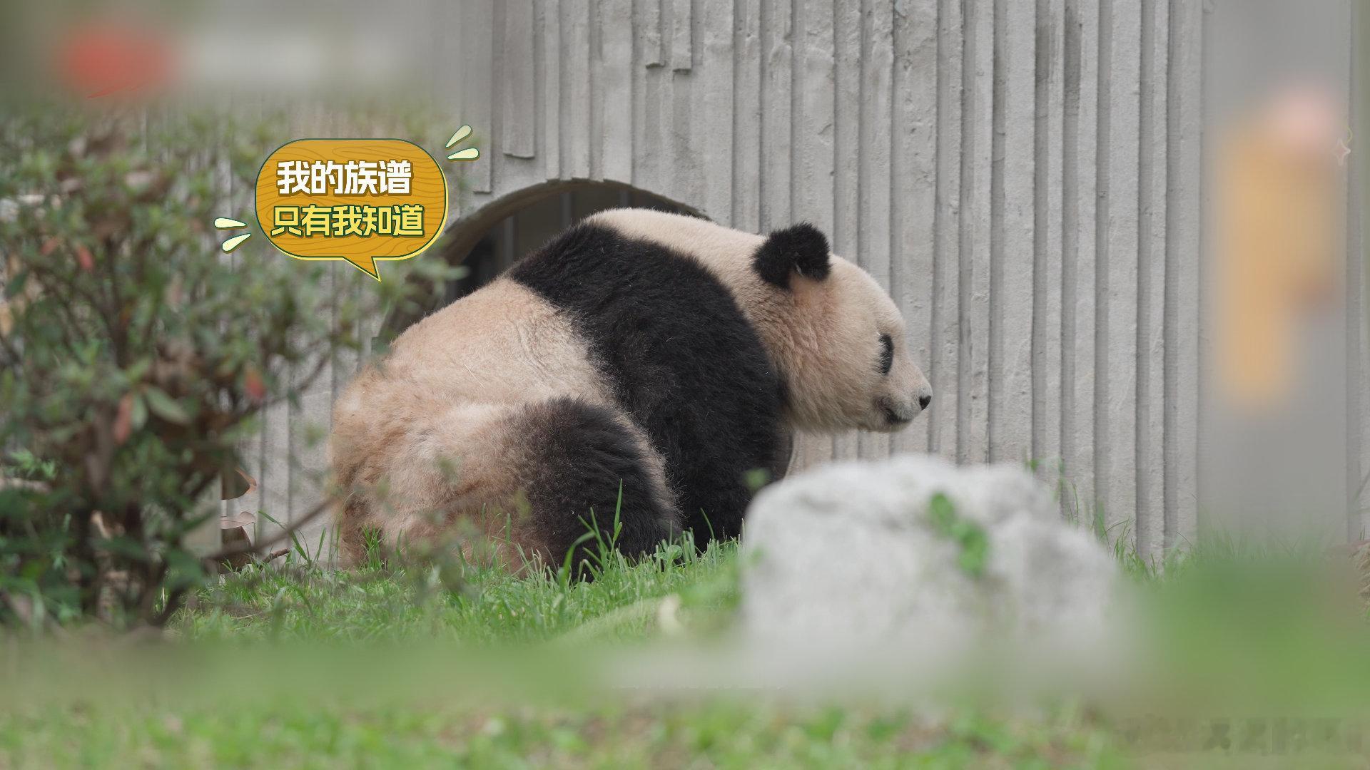 去成都体验老年熊猫的慢生活 大家对老年熊猫的生活感觉怎样呢，和你想象中的生活，有