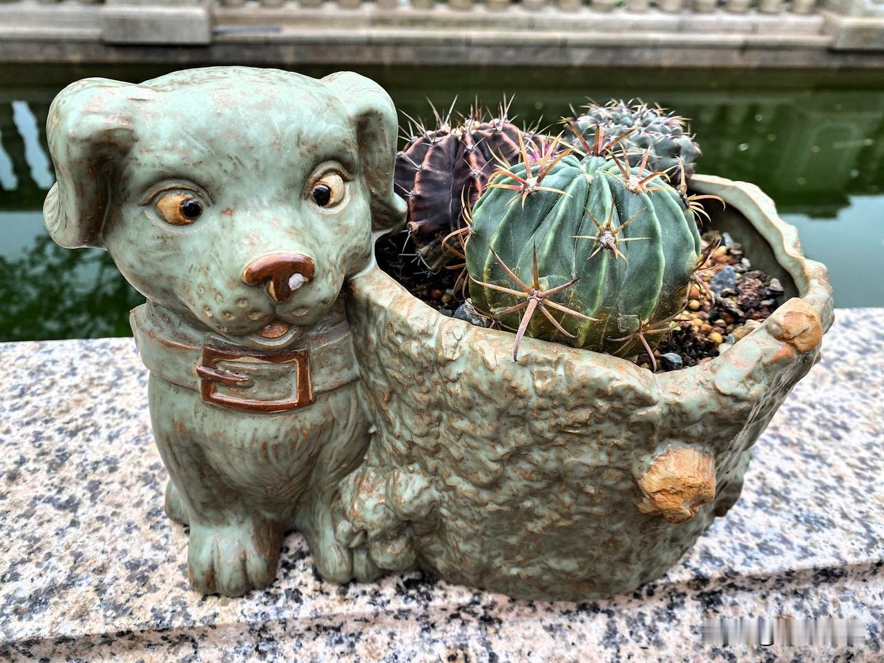 今天带大家看看我喜欢的花盆，这些花盆都是8年前买的，种植多肉植物3年出坑，留下了