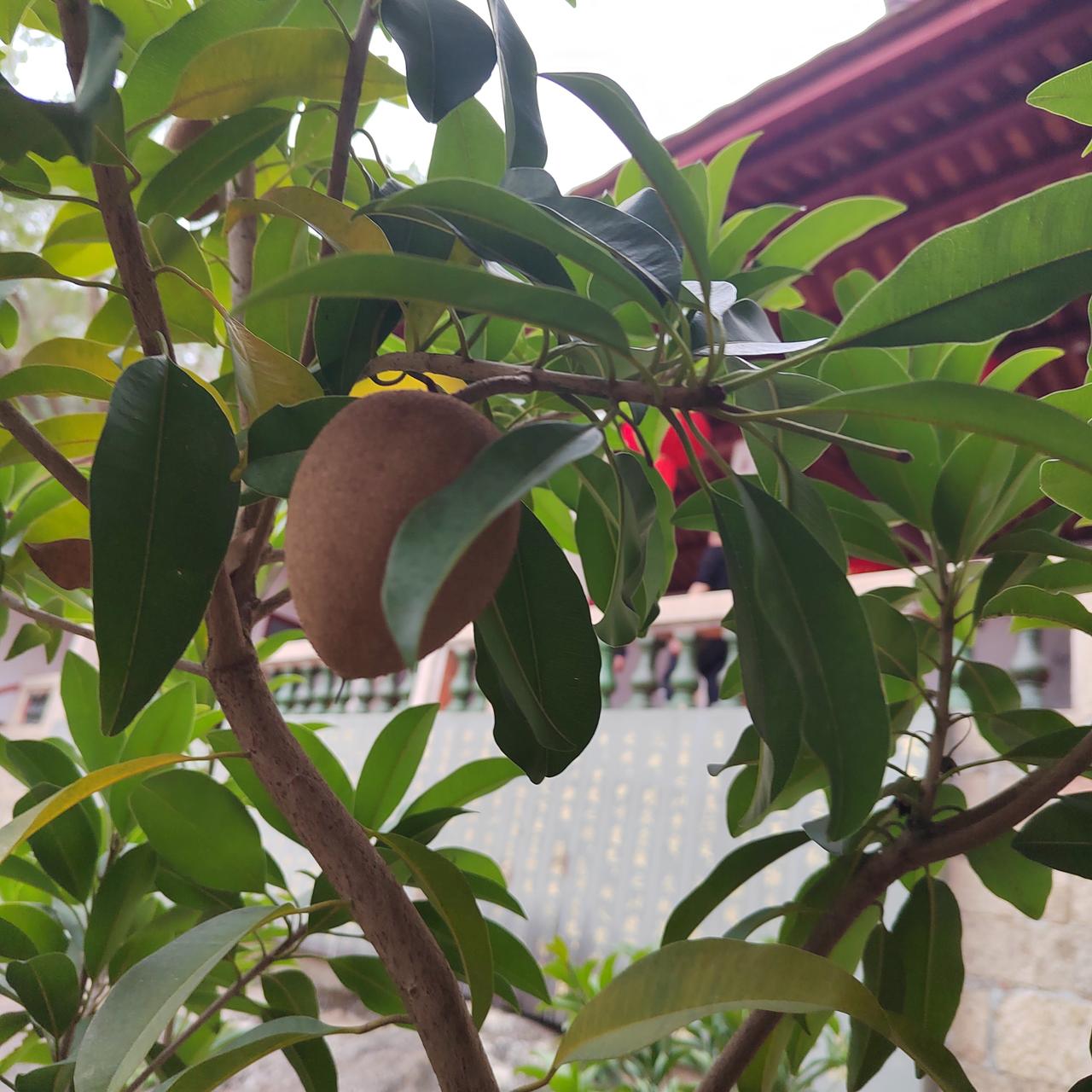 意外猝然离世，或久病缠身、生不如死地辞世，似乎是大多数人难以逃脱的结局。而我们心