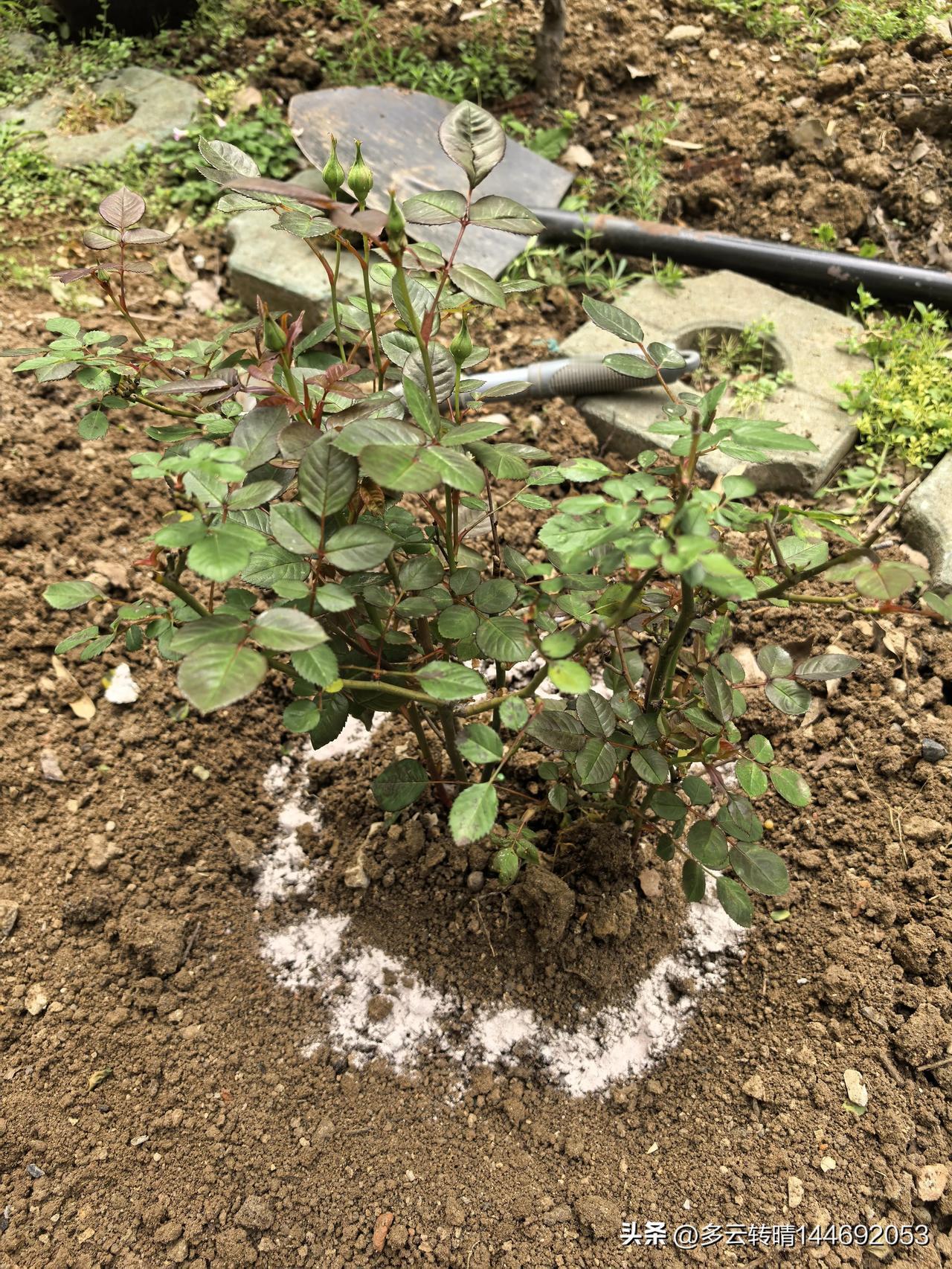 晒一下我今天上午的劳动成果，在小花园里咔咔一阵挖，干了两个多小时的“农活”，四块