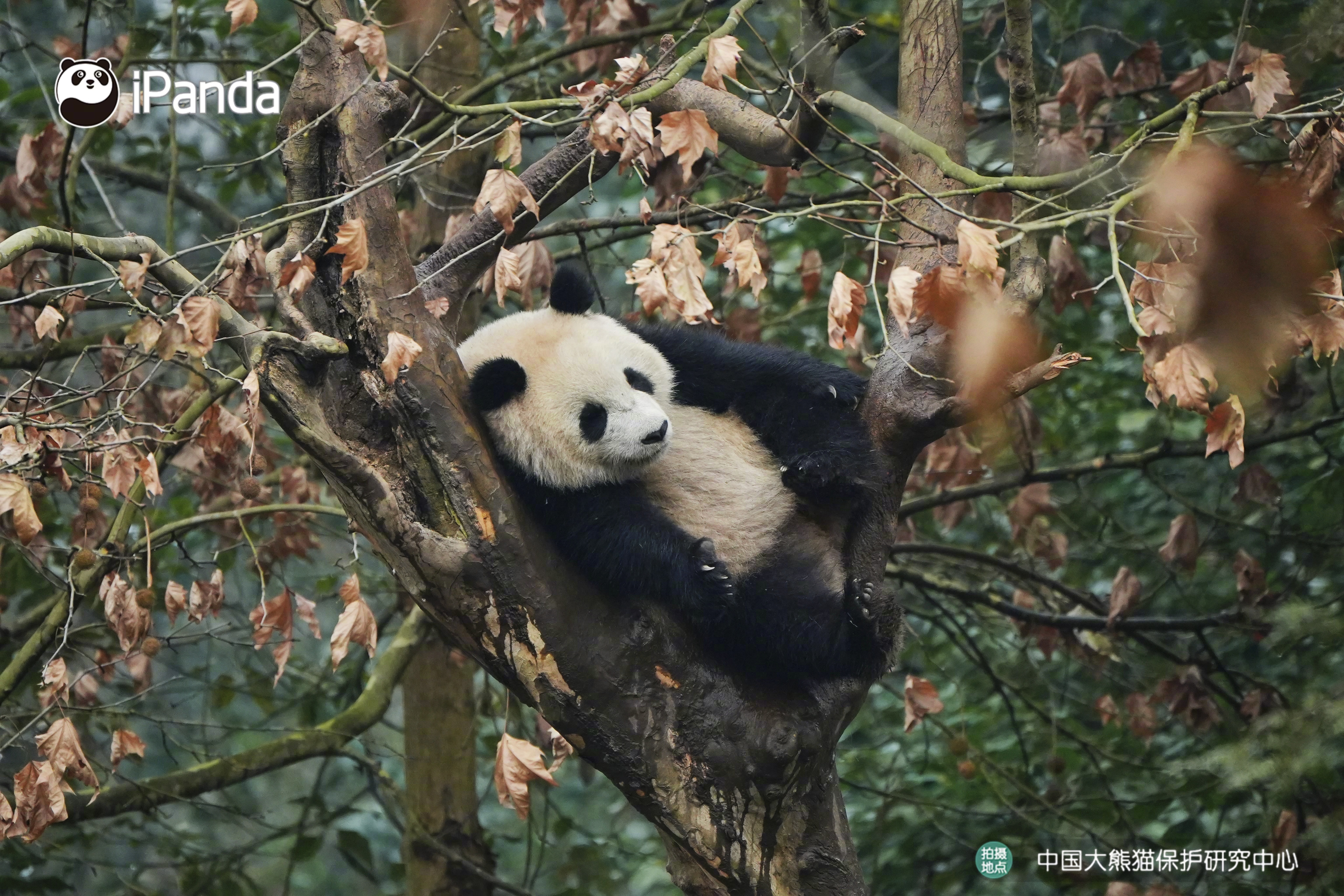 ଘ(♡⸝⸝•༝•⸝⸝)这棵树专门就是为熊熊我睡觉长的🌳～ 熊猫趣图   大熊猫