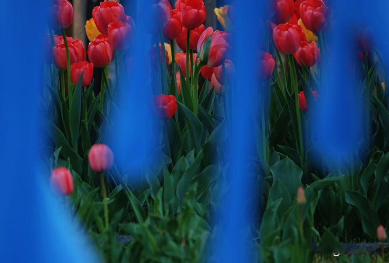 郁金香园子里有一个不太好看的蓝色雕塑，通过这个雕塑的空隙看到后面的郁金香花朵。通