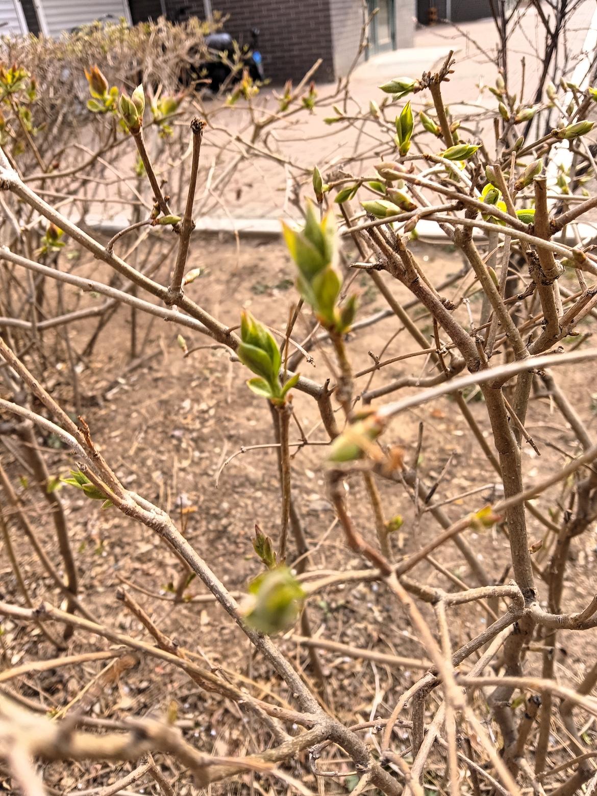 春日暖阳下，新芽初绽，生机盎然。🌿🌸