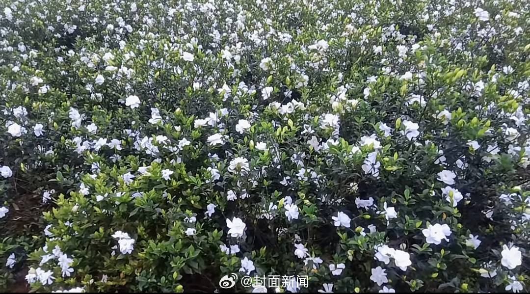 【#四川一地栀子花为何飙涨10倍#】#泼天富贵轮到栀子花#近日，#栀子花的价格达