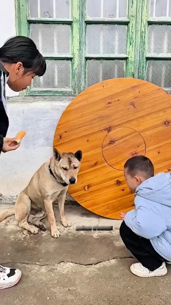 霸总田园犬小虎和管家。