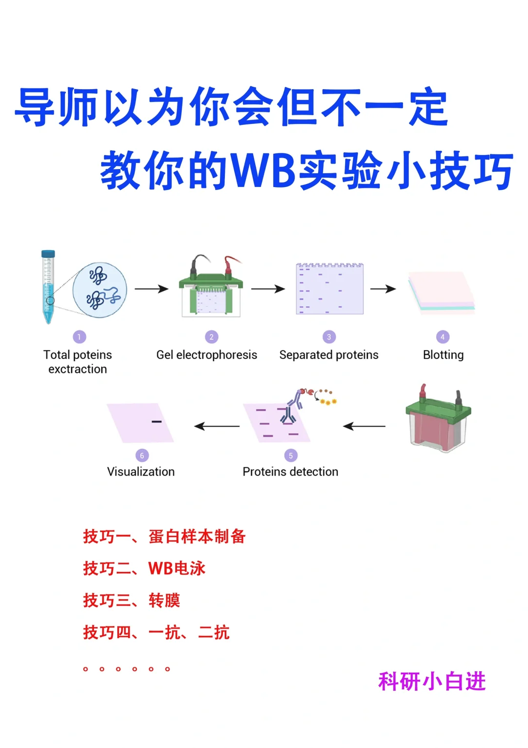 导师以为你会｜但不一定教你的WB实验小技巧