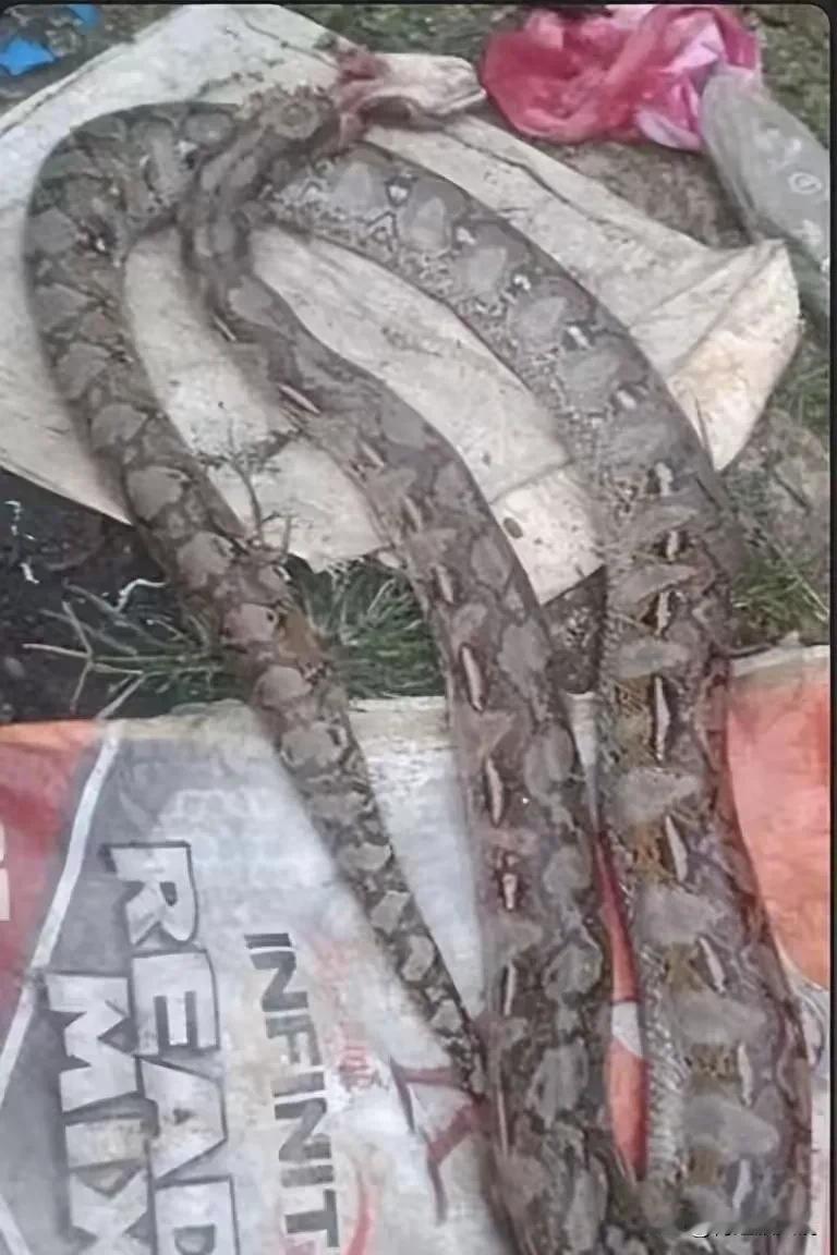 在那个阳光灿烂的下午，Aleria像往常一样在自家附近的密林中收集木材。突然间，