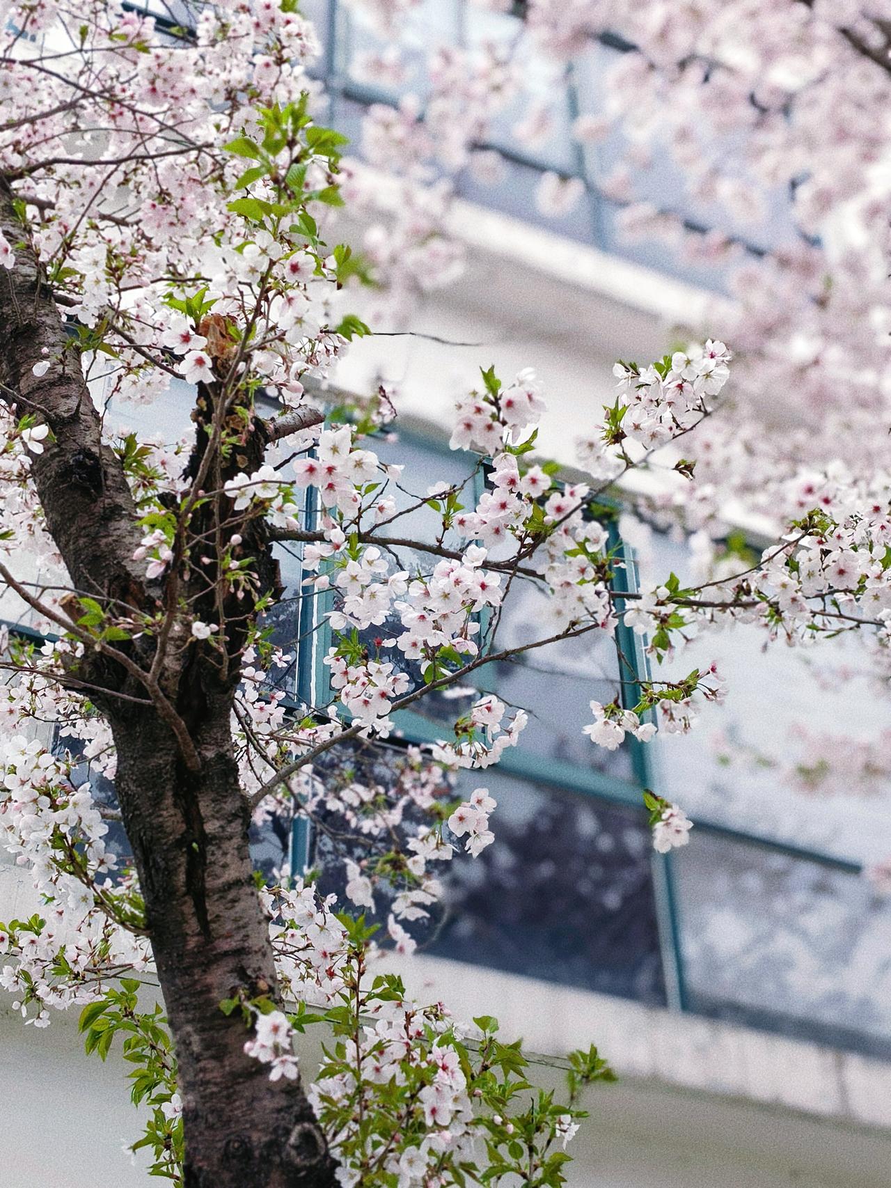 窗外的樱花，
悄悄开了～

风一吹，
就落在发梢。

原来春天，
也会偷偷给人戴