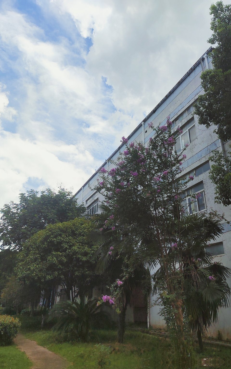 花无百日红，紫薇是个例外 它可以开100天 武汉