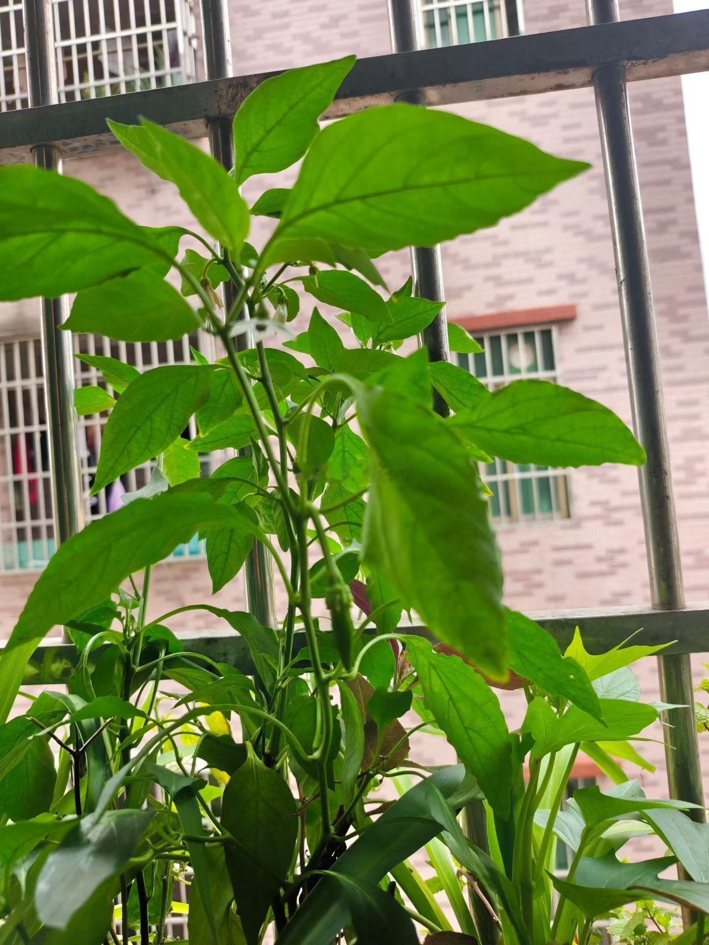 一叶一椒，皆是生活诗意，微风拂过绿叶，小青椒悄悄生长，这是阳台独有的小生机，家人