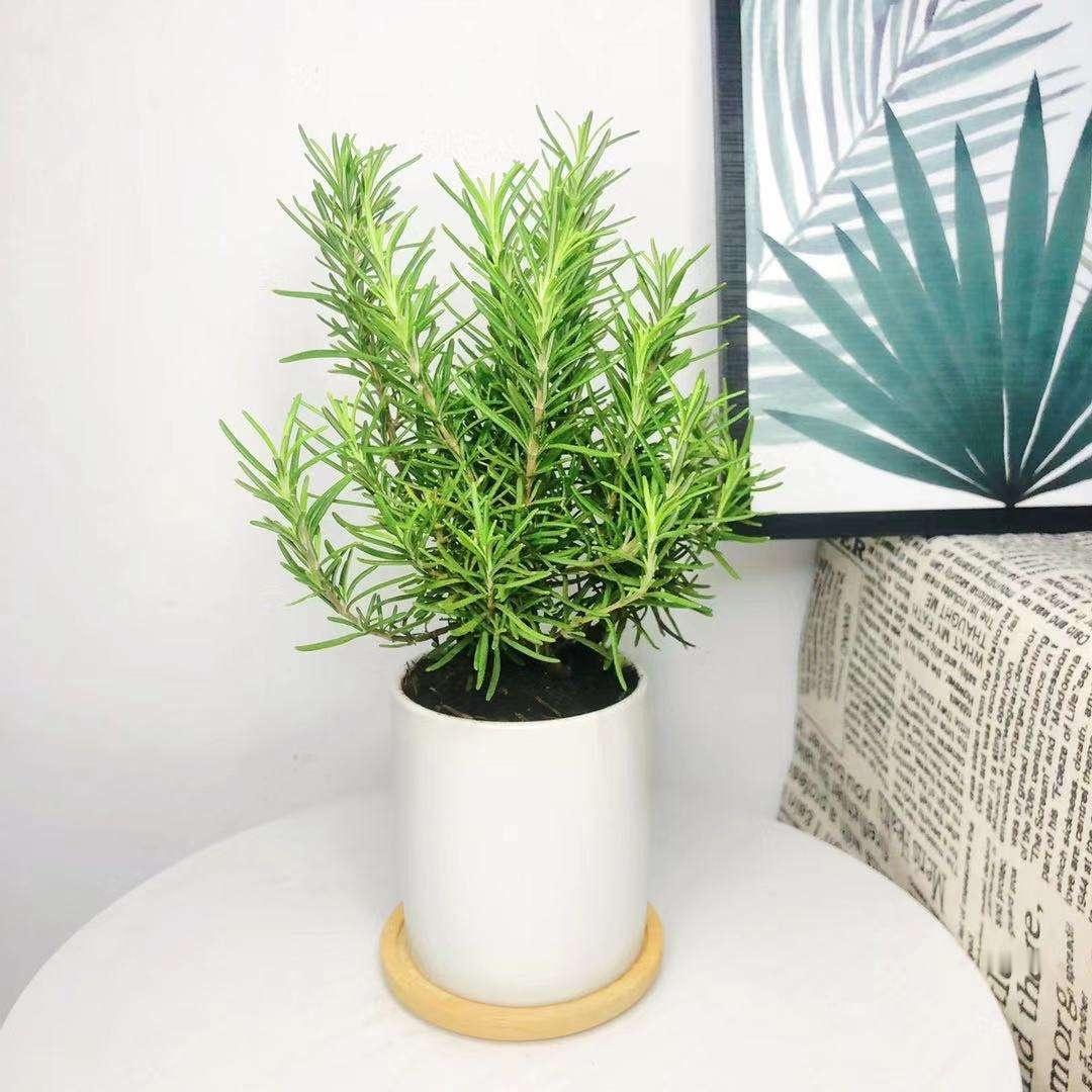 迷迭香家庭种植方法1. 土壤：最怕积水，一定要用疏松透气、排水快的土，营养土混一