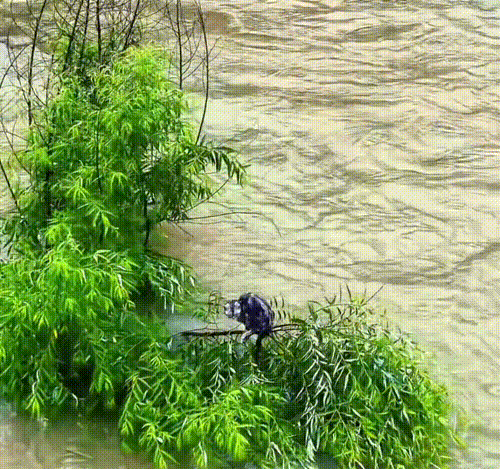 吉林人救猫行动，真的好善良啊!
大疆农业，用两架无人机，两次救援小猫，现场围观很