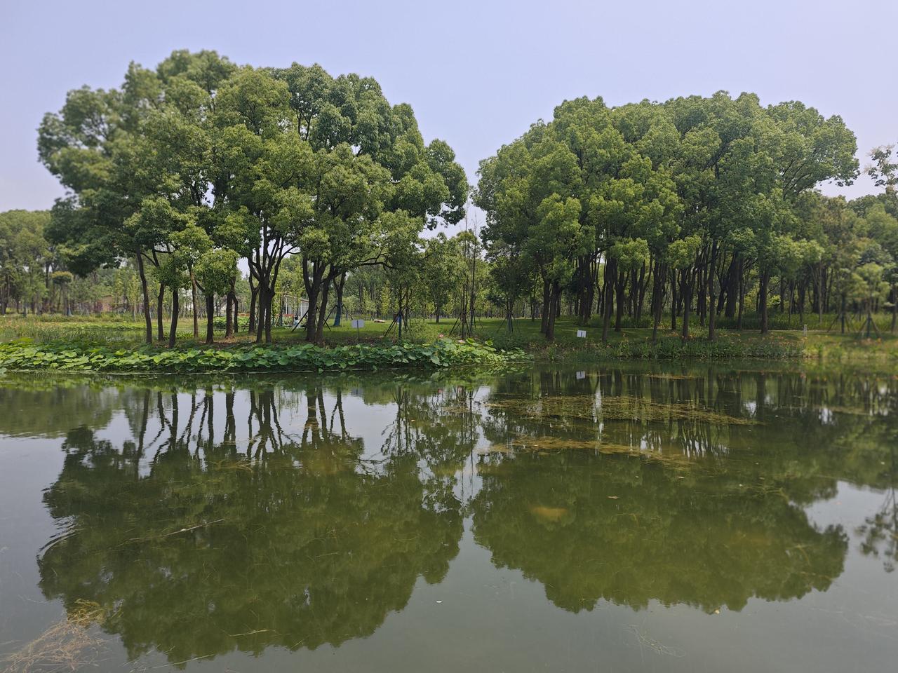 乘周未，逛了浦东张江新丰村的一个公园，偶遇一塘静水，随手拍下这一幕对称美景。
