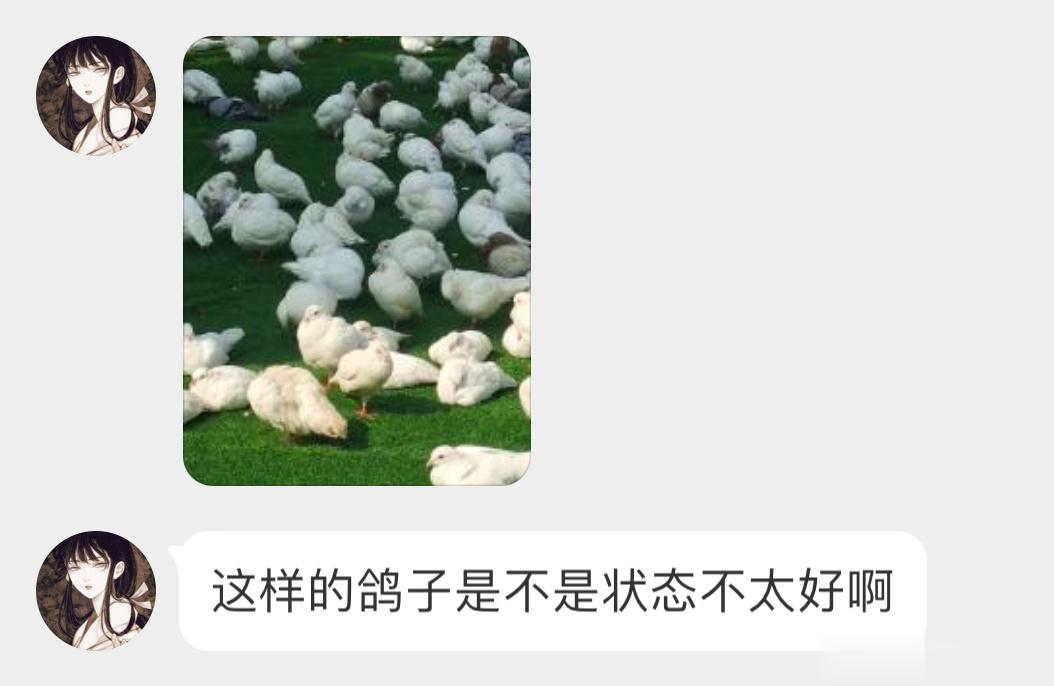 鸽友聚会看着都挺惬意的！ ​​​