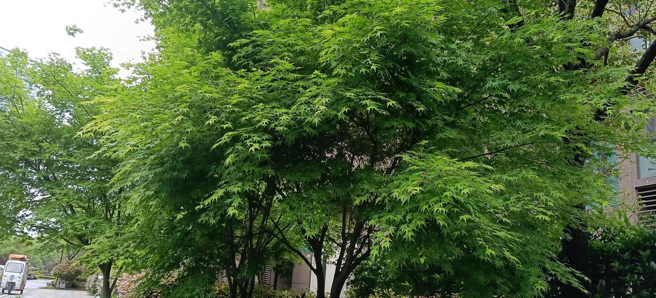 朱标如果健在,会是朱棣的对手吗?
结论先放前面：如果朱标健在，朱棣根本不配当他的