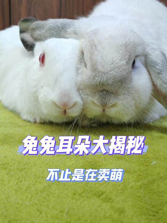 兔兔耳朵那么大，有何作用？