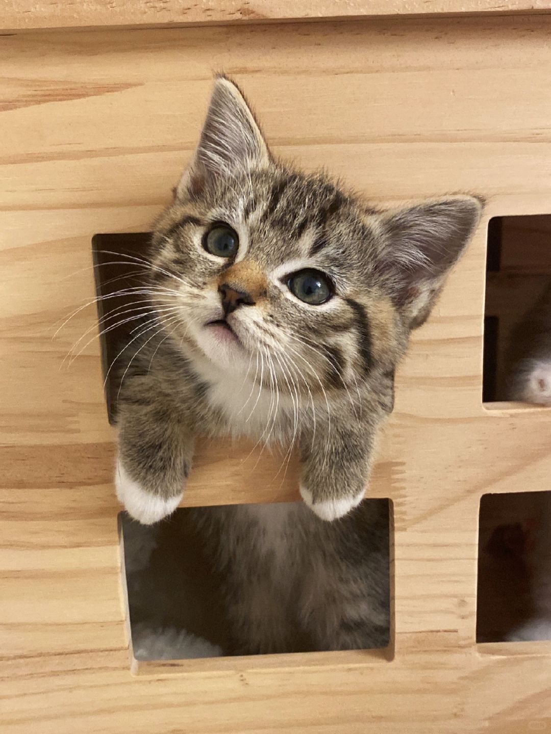 猫三联疫苗篇！笑死！狸花猫的童年很短暂！