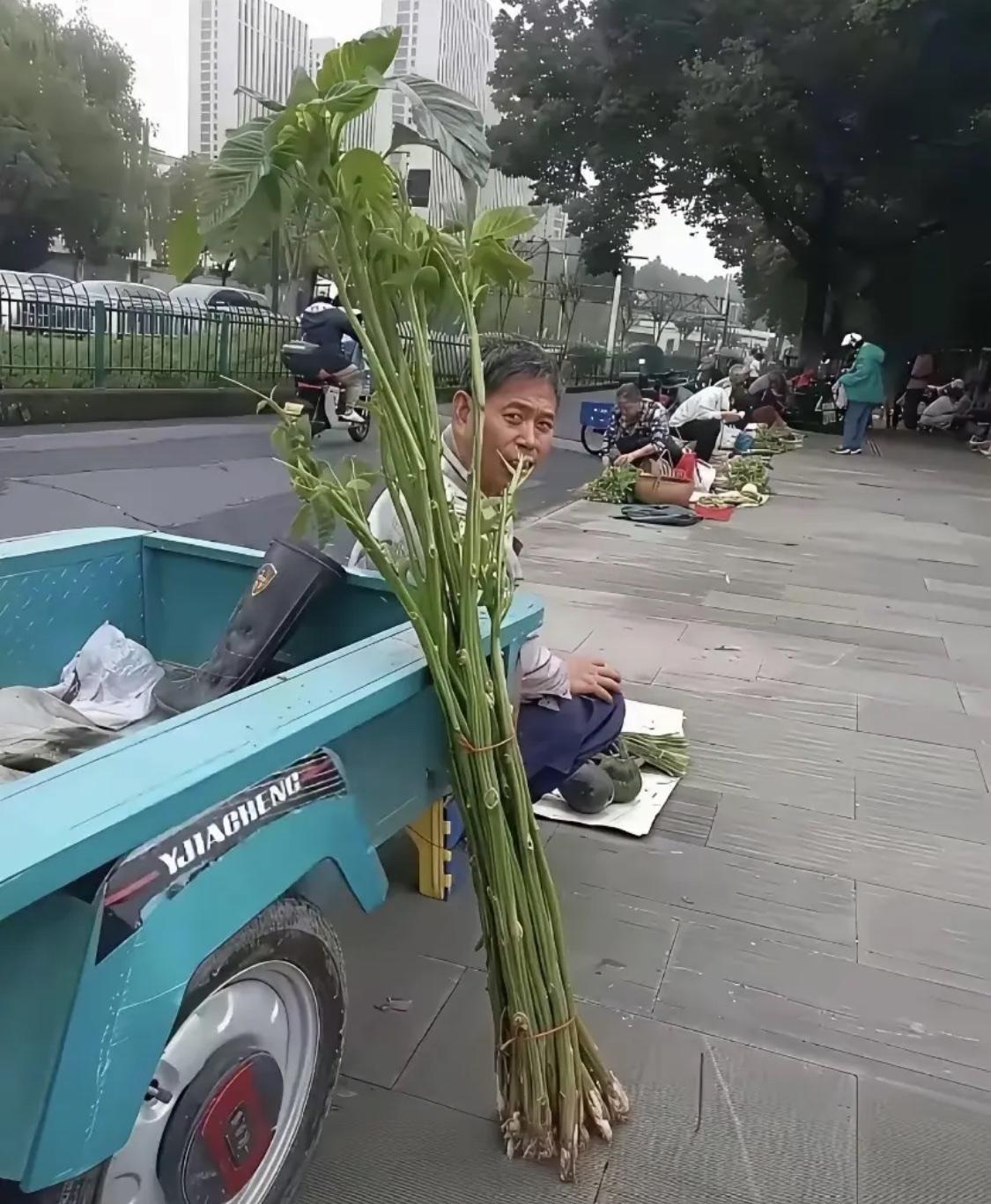 这是什么，有人认识吗