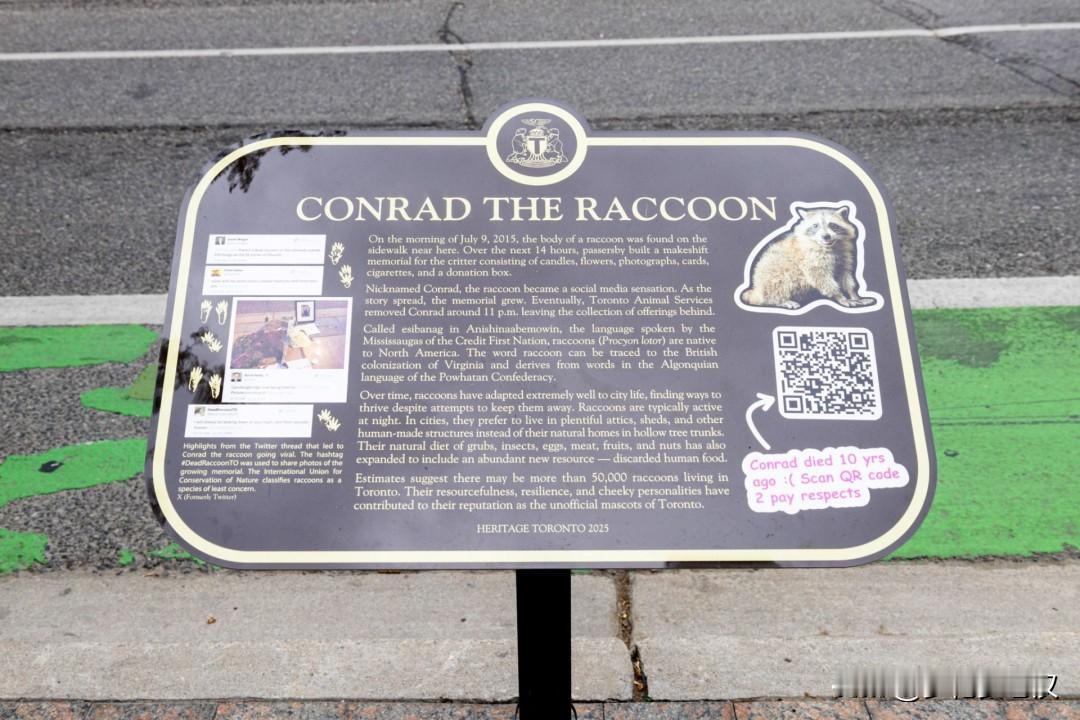 多伦多市政府花$2000，为一只十年前死在路边的浣熊立牌纪念！

加拿大纳税人联