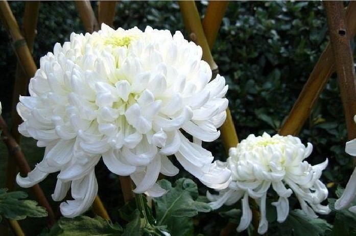 婆婆的突然离世，无疑让这个家庭陷入了一场复杂的情感与现实交织的境地。生前照料的问