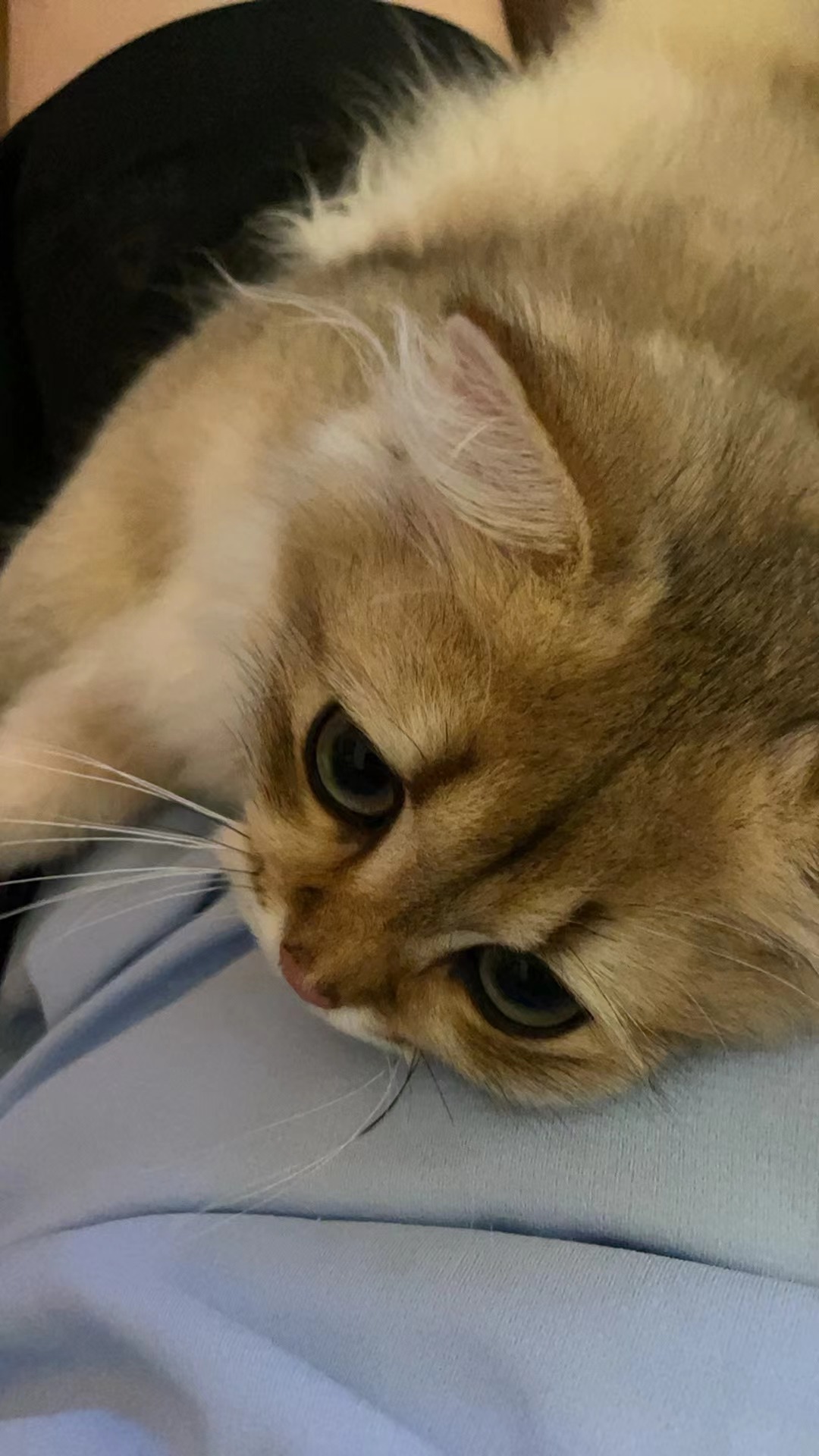 看看财财#辣椒家新家回访##金渐层[超话]##英国长毛猫# ​​​