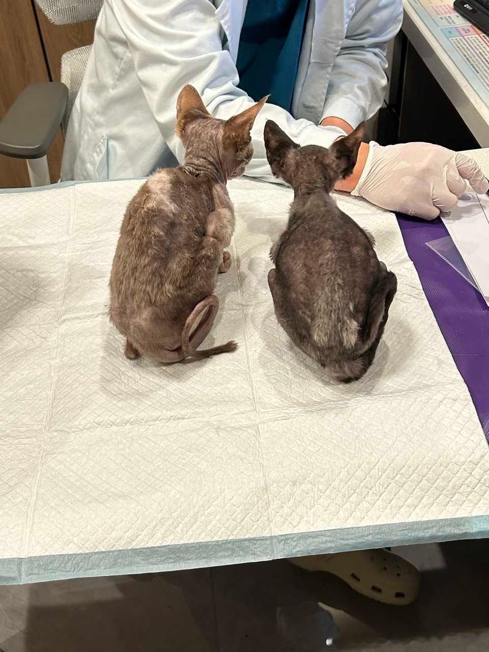 【求助】您好，我有三只德文小猫急需领养，救助。恳请您关注 帮忙转发😭非常非常感