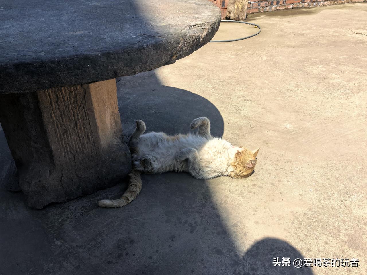 老鼠最怕的小黄，春天的阳光暖暖的，晒会儿肚皮再翻个身继续晒。